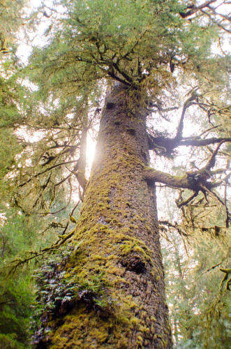 Giant Spruce at Cape Perpetua Scenic Area
