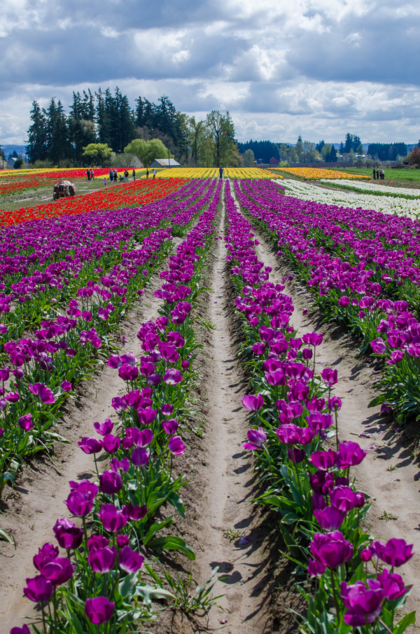Rows of purple at Wooden Shoe Tulip Farm