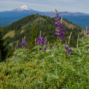 Adventures in Oregon: Browder Ridge