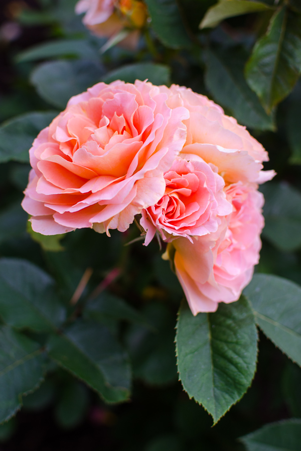 rosegarden-2