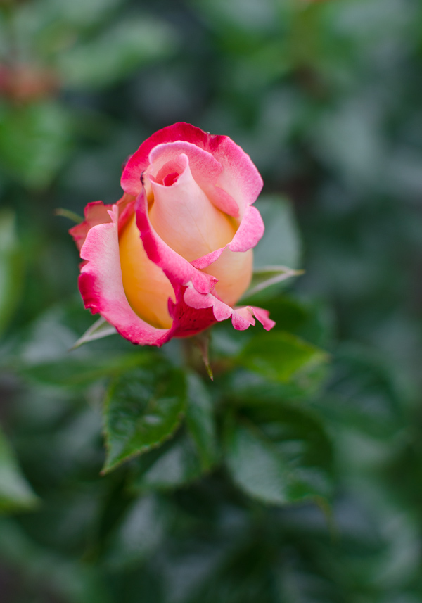 rosegarden-6