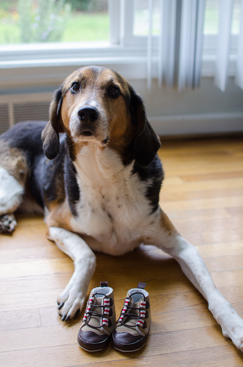 dogswithbabyshoes-4