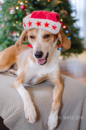 christmasblooper-2