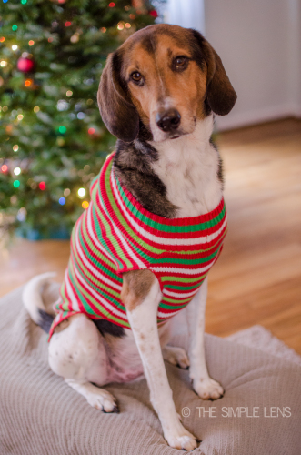 christmasdogs-14