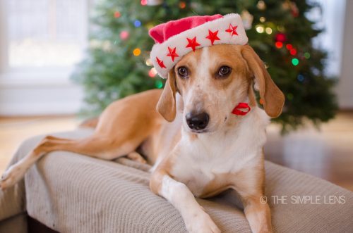 christmasdogs-8