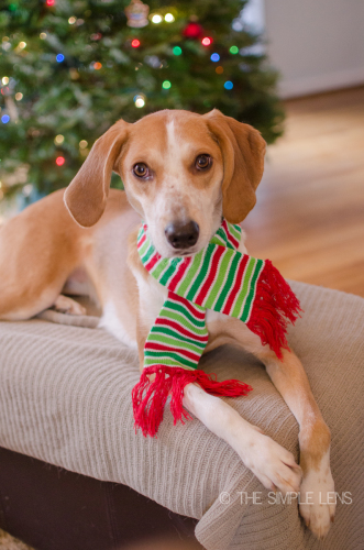 christmasdogs-9