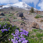 Adventures in Oregon: Mount Hood